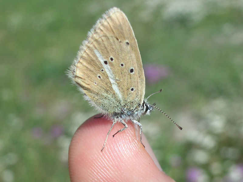 Un petit argus s'est posé sur mon doigt serre_che/salettes/photos/papillon_argus_06.jpg