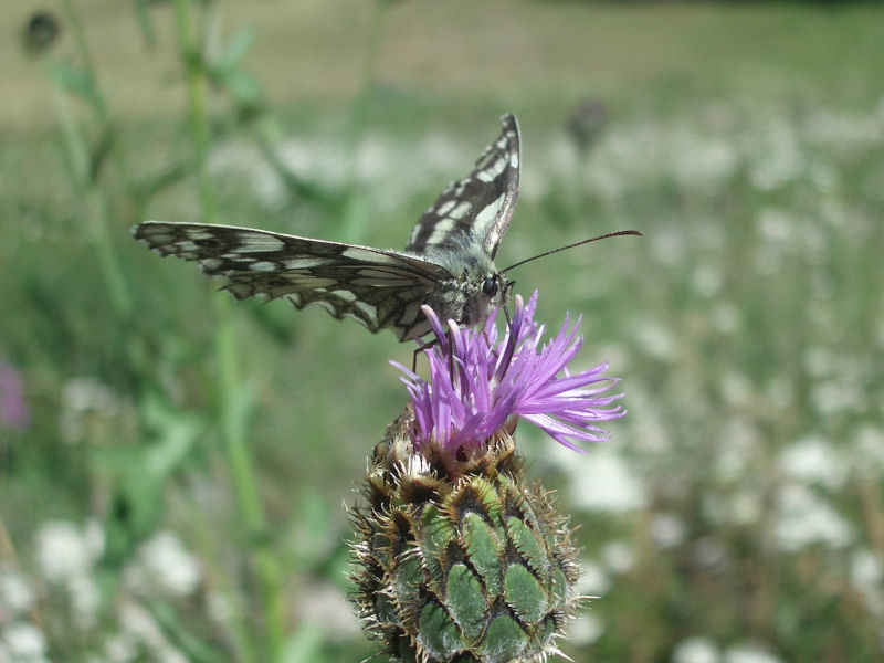Un demi-deuil sur une centaurée stoebé ou une serratule à tiges nues ??? serre_che/salettes/photos/papillon_demi_deuil_03.jpg
