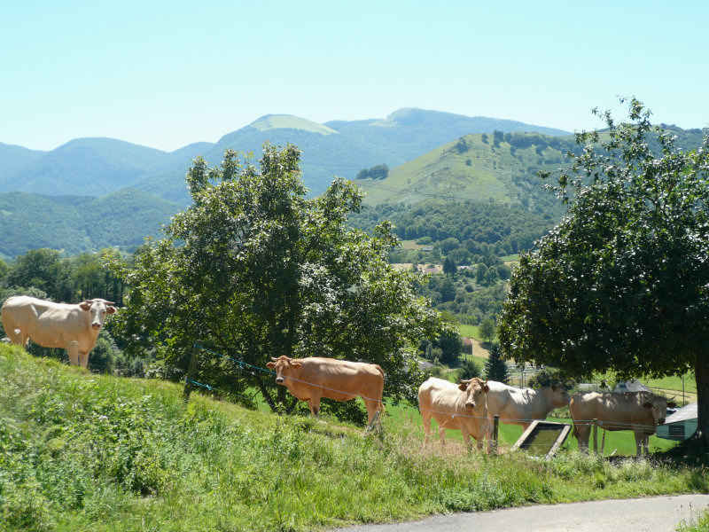 st_lary/baronnies/photos/baronnies_vaches.jpg