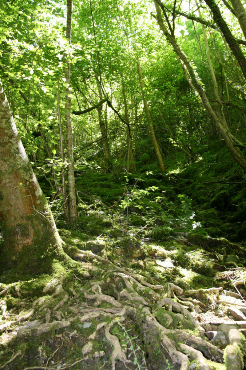st_lary/baronnies/photos/bois_01.jpg