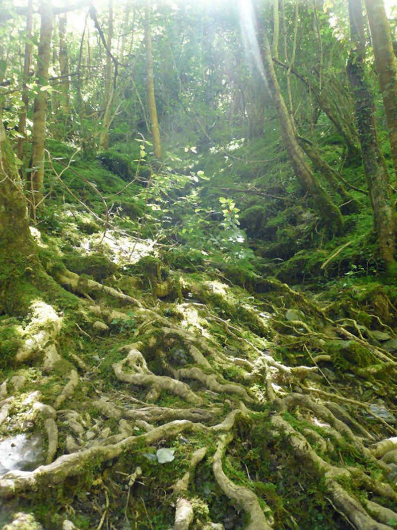 st_lary/baronnies/photos/bois_03.jpg