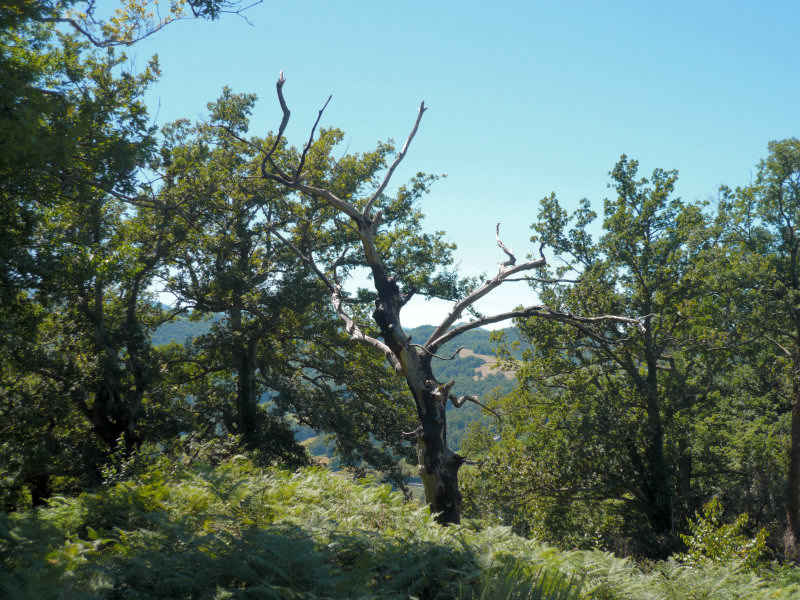 Les effets d'un 'coup de foudre' ! st_lary/baronnies/photos/coup_de_foudre.jpg