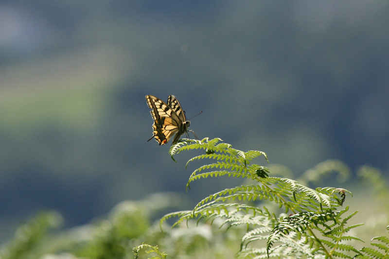 st_lary/baronnies/photos/papillon_01.jpg