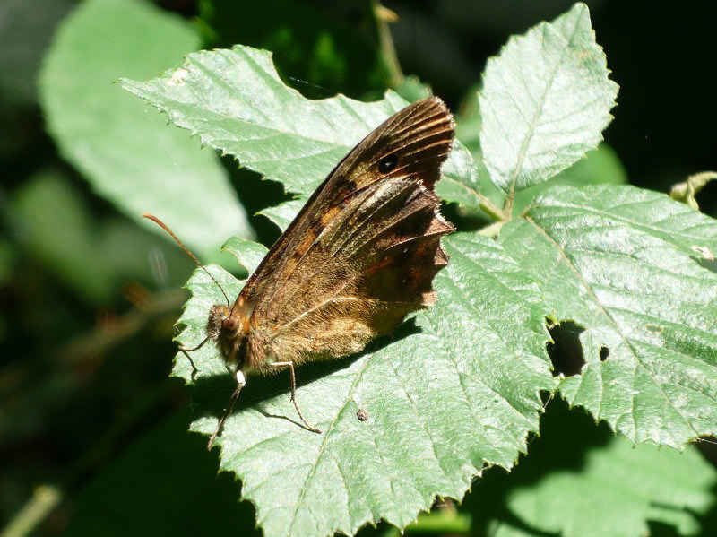 st_lary/baronnies/photos/papillon_03.jpg