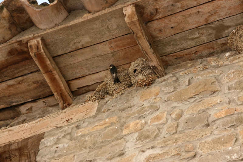 st_lary/espagne/photos/ainsa_hirondelles.jpg