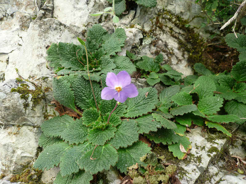 st_lary/espagne/photos/anisclo_22.jpg