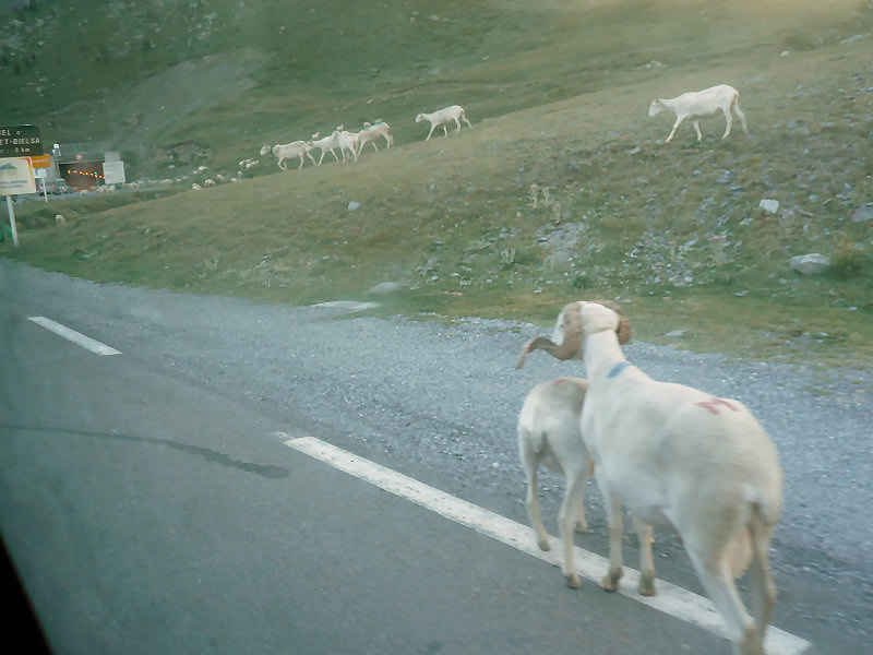 st_lary/espagne/photos/espagne_moutons.jpg