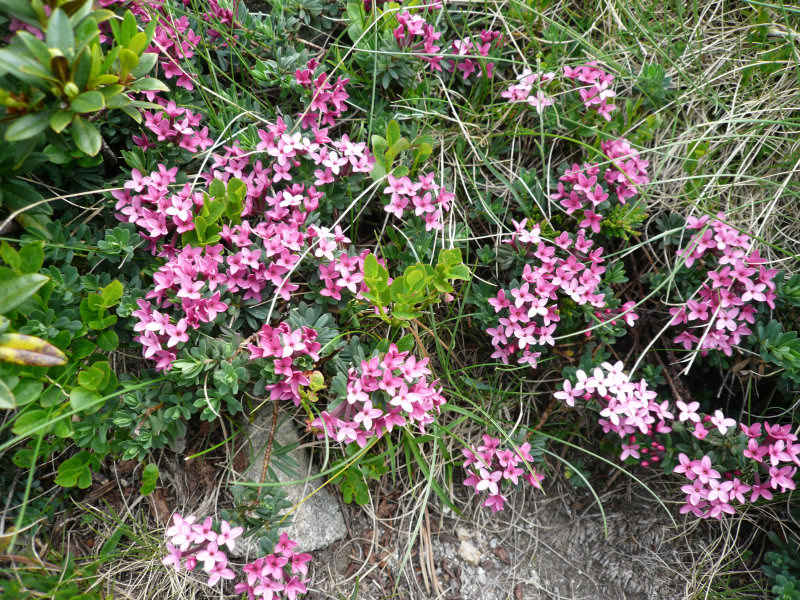 st_lary/neouvielle/photos/neouvielle_fleurs_01.jpg