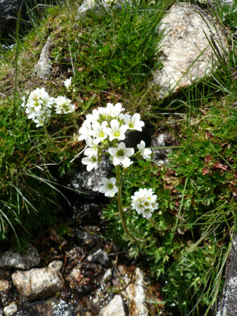 st_lary/neouvielle/photos/neouvielle_fleurs_02.jpg