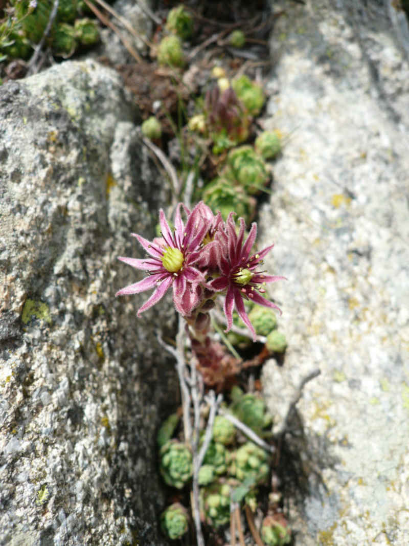 Joubarbe st_lary/neouvielle/photos/neouvielle_joubarbe.jpg