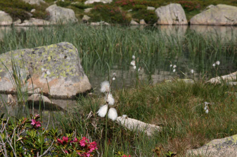 Linaigrette st_lary/neouvielle/photos/neouvielle_linaigrette.jpg