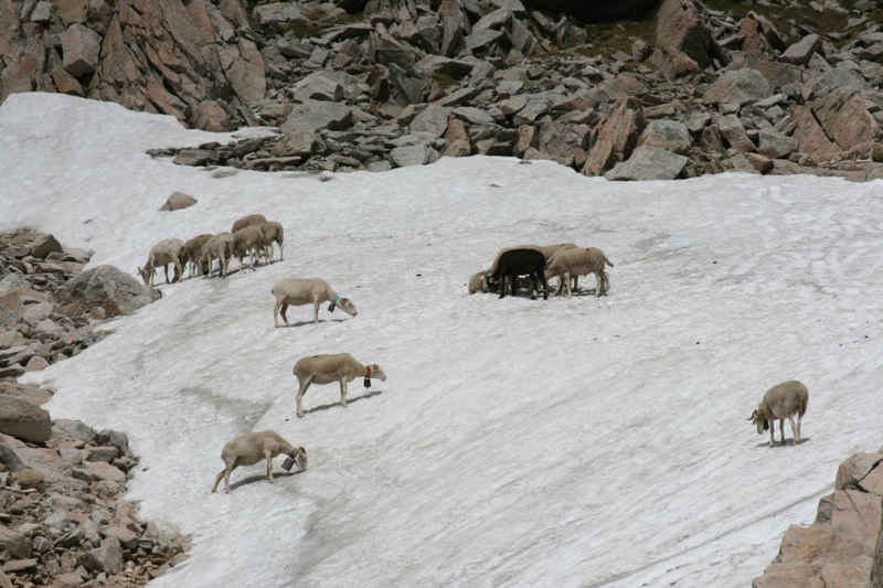Les moutons cherchent la fraicheur visiblement ! st_lary/neouvielle/photos/neouvielle_moutons_01.jpg