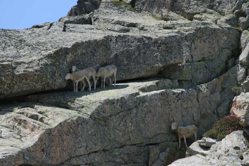 Les moutons semblent apprécier l'ombre ! st_lary/neouvielle/photos/neouvielle_moutons_02.jpg