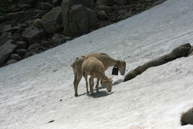 st_lary/neouvielle/photos/neouvielle_moutons_03.jpg