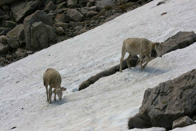st_lary/neouvielle/photos/neouvielle_moutons_04.jpg