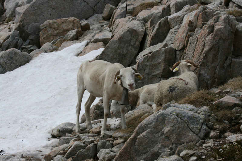 Il me regarde bizarrement celui-là ! st_lary/neouvielle/photos/neouvielle_moutons_05.jpg