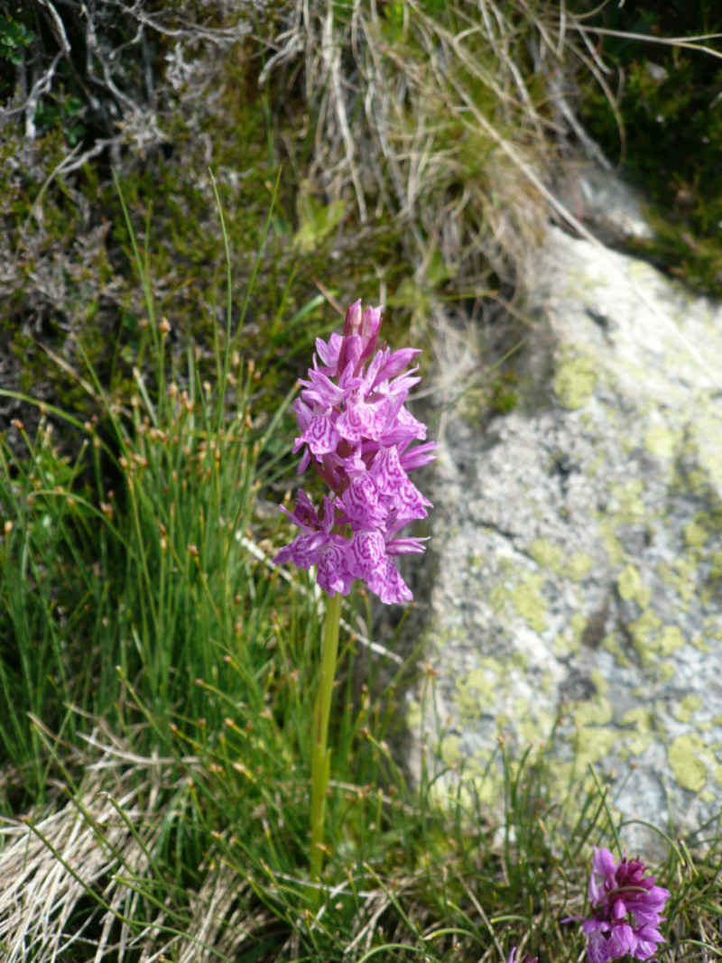 Orchidée st_lary/neouvielle/photos/neouvielle_orchidee.jpg