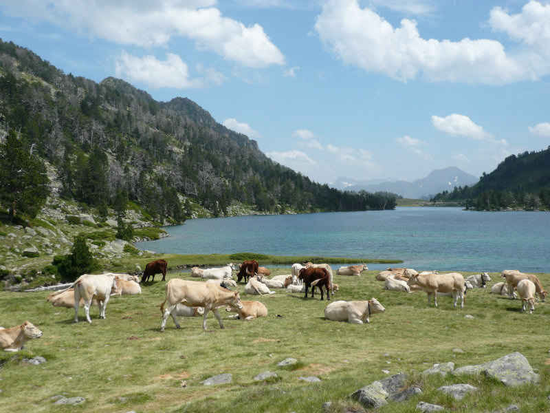 st_lary/neouvielle/photos/neouvielle_vaches_01.jpg