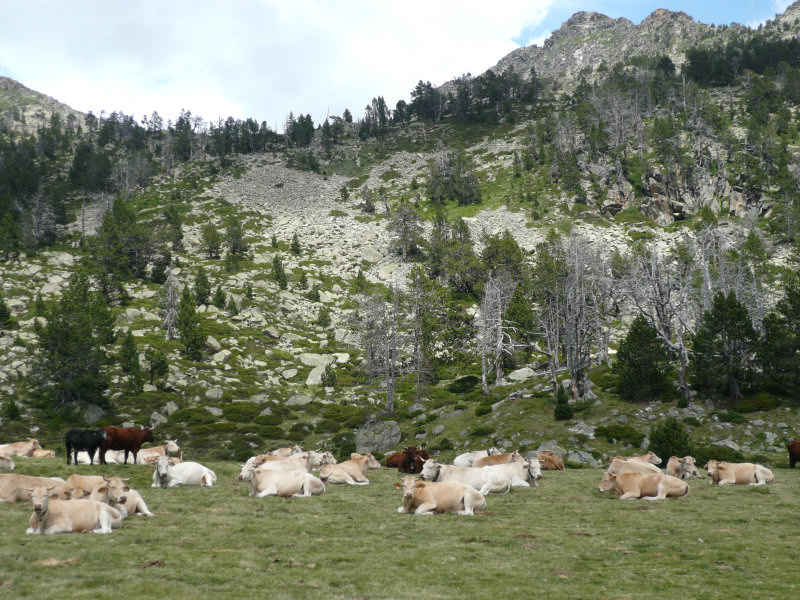 st_lary/neouvielle/photos/neouvielle_vaches_02.jpg