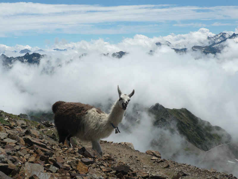 C'est pas l'Pérou... st_lary/pic_du_midi/photos/pic_du_midi_lama_01.jpg
