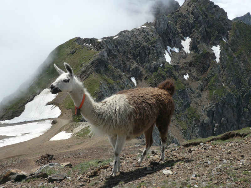 quoique ! st_lary/pic_du_midi/photos/pic_du_midi_lama_02.jpg