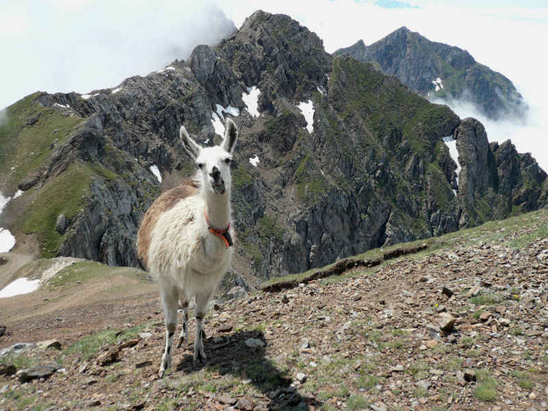 Quand lama faché, lui toujours faire ainsi st_lary/pic_du_midi/photos/pic_du_midi_lama_03.jpg