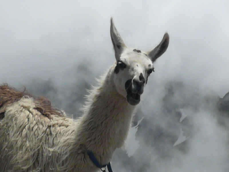on s'y croirait !!! st_lary/pic_du_midi/photos/pic_du_midi_lama_04.jpg