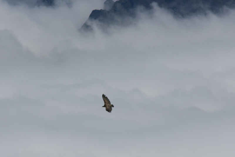 Vol au-dessus d'un nid de nuages... st_lary/pic_du_midi/photos/pic_du_midi_vautour_02.jpg