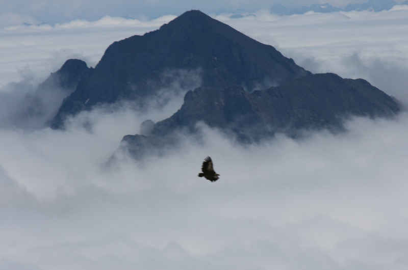 Vautour fauve st_lary/pic_du_midi/photos/pic_du_midi_vautour_03.jpg
