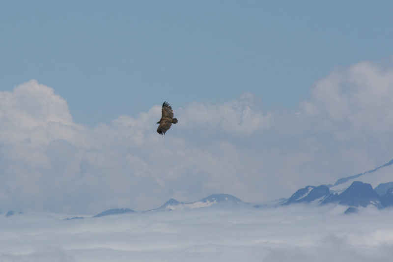 toujours en vol plané ! st_lary/pic_du_midi/photos/pic_du_midi_vautour_04.jpg