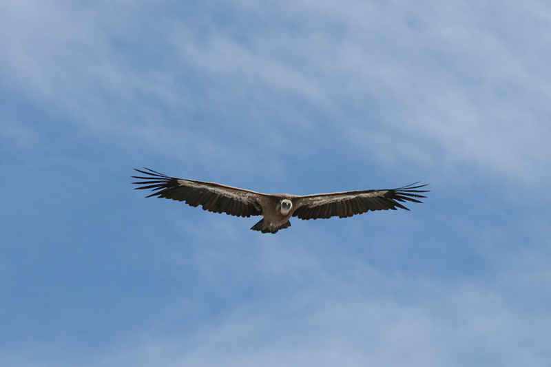 Vautour fauve st_lary/pic_du_midi/photos/pic_du_midi_vautour_05.jpg
