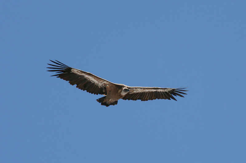 Vautour fauve st_lary/pic_du_midi/photos/pic_du_midi_vautour_06.jpg