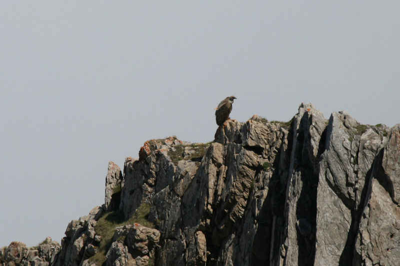 Vautour à l'affut, mais que peut-il bien voir au-dessus de tous ces nuages ?! st_lary/pic_du_midi/photos/pic_du_midi_vautour_07.jpg