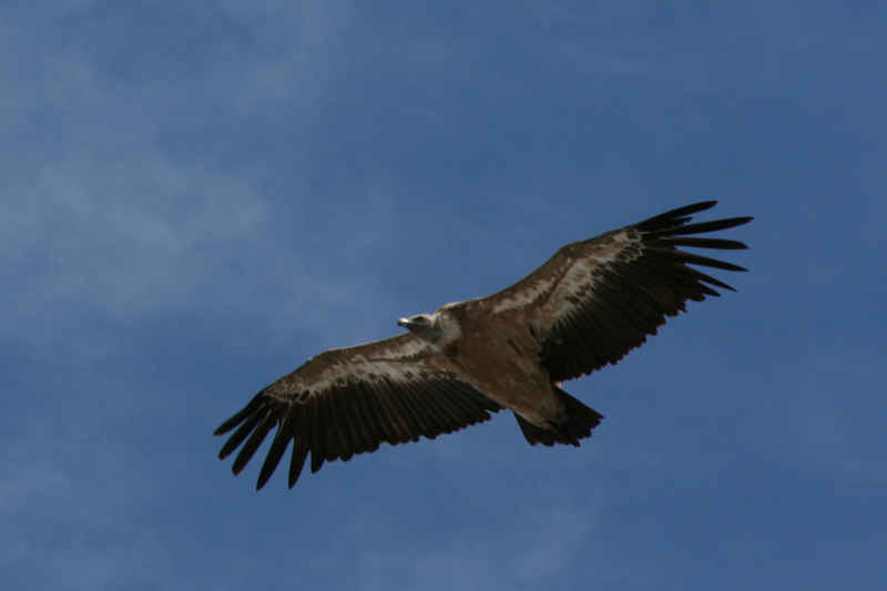 Vautour fauve st_lary/pic_du_midi/photos/pic_du_midi_vautour_08.jpg