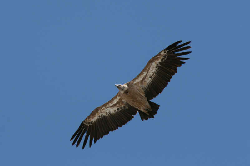 Vautour fauve st_lary/pic_du_midi/photos/pic_du_midi_vautour_09.jpg