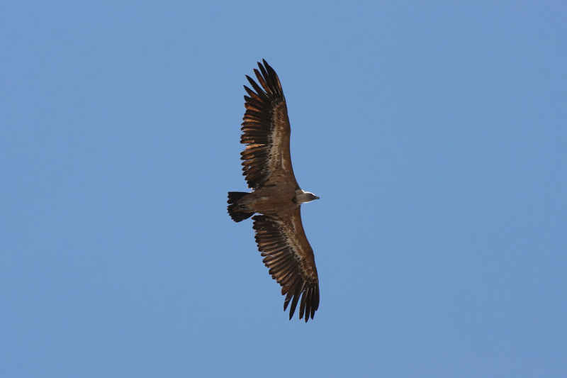 Vautour fauve st_lary/pic_du_midi/photos/pic_du_midi_vautour_10.jpg