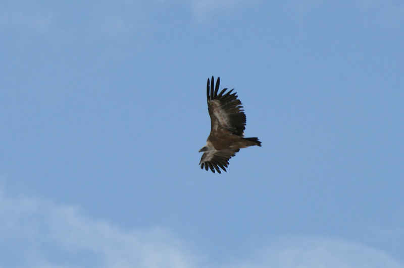 Vautour fauve st_lary/pic_du_midi/photos/pic_du_midi_vautour_11.jpg