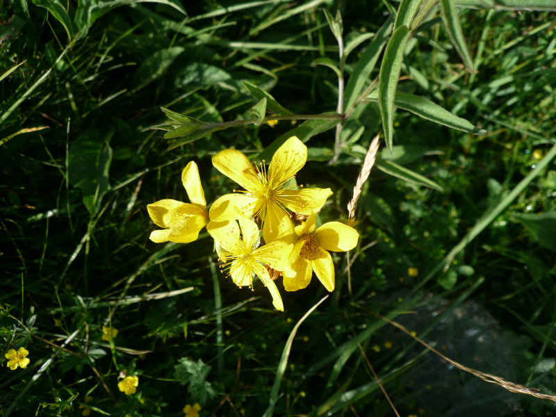Millepertuis st_lary/st_lary/photos/millepertuis.jpg