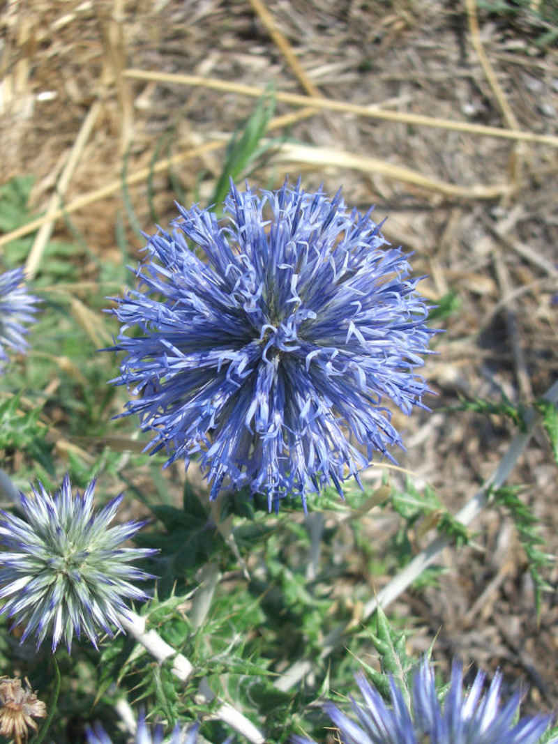 Chardon bleu stcyprien/collioure/photos/chardon_02.jpg