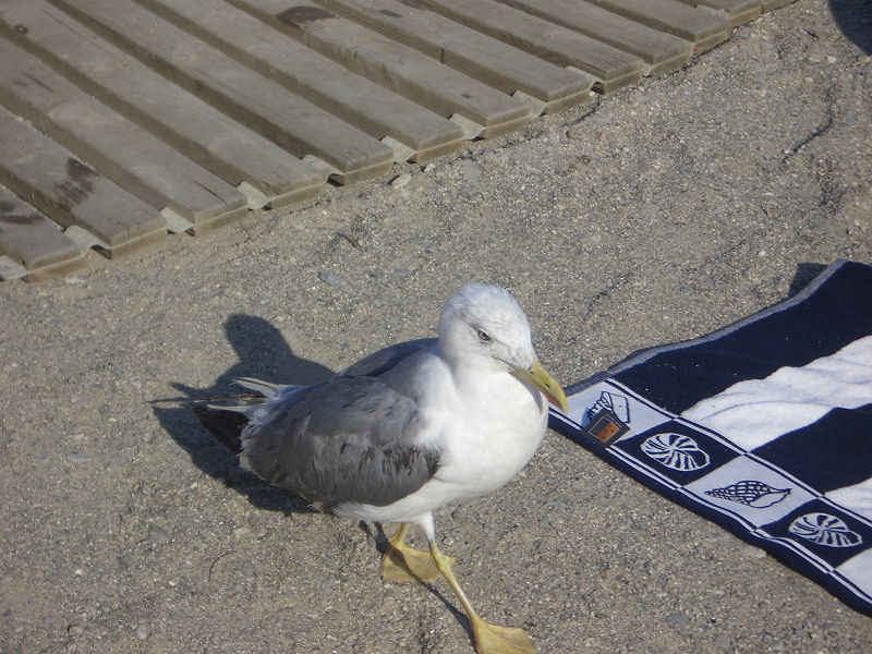 Une mouette bien peu farouche ! stcyprien/collioure/photos/collioure_mouette.jpg