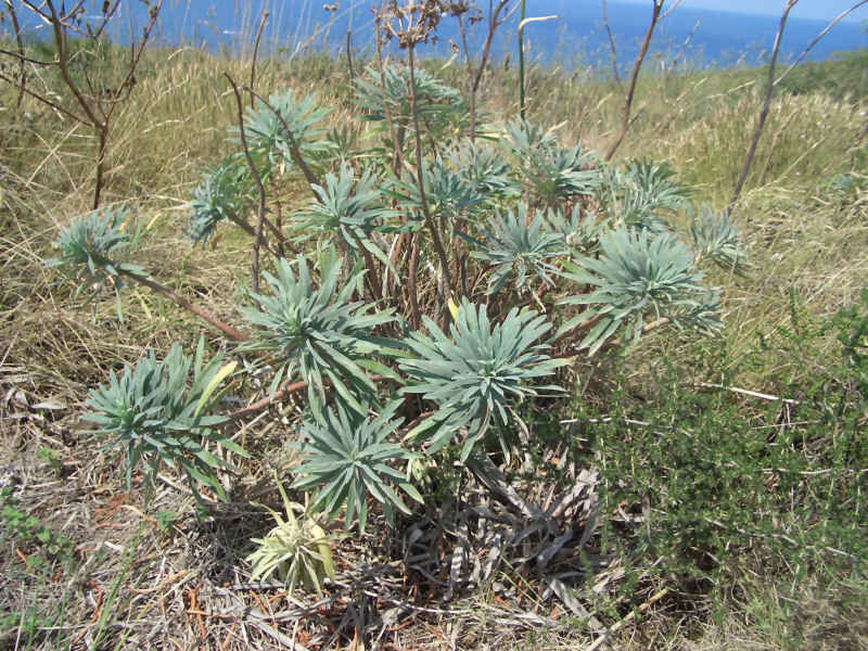 Attention à la sève de cette plante ! stcyprien/collioure/photos/plante.jpg