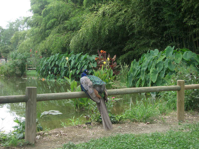Maître paon, sur sa rambarde perché... stcyprien/st_cyprien/photos/jardin_plantes_03.jpg
