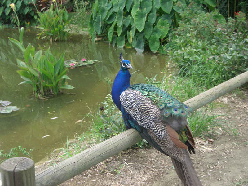 Je crois que je suis repéré ! stcyprien/st_cyprien/photos/jardin_plantes_04.jpg