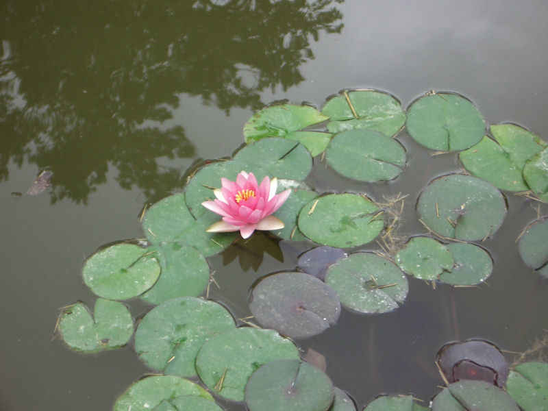 Nénuphar stcyprien/st_cyprien/photos/jardin_plantes_05.jpg