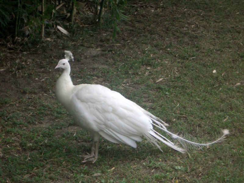 Un magnifique paon blanc (bon, enfin c'est vrai, il a perdu quelques plumes...) stcyprien/st_cyprien/photos/jardin_plantes_08.jpg