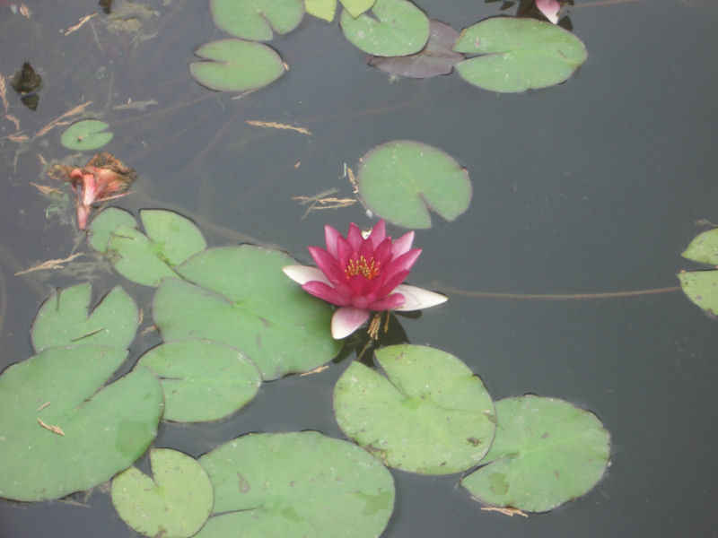 Les Nymphéa géants stcyprien/st_cyprien/photos/jardin_plantes_09.jpg