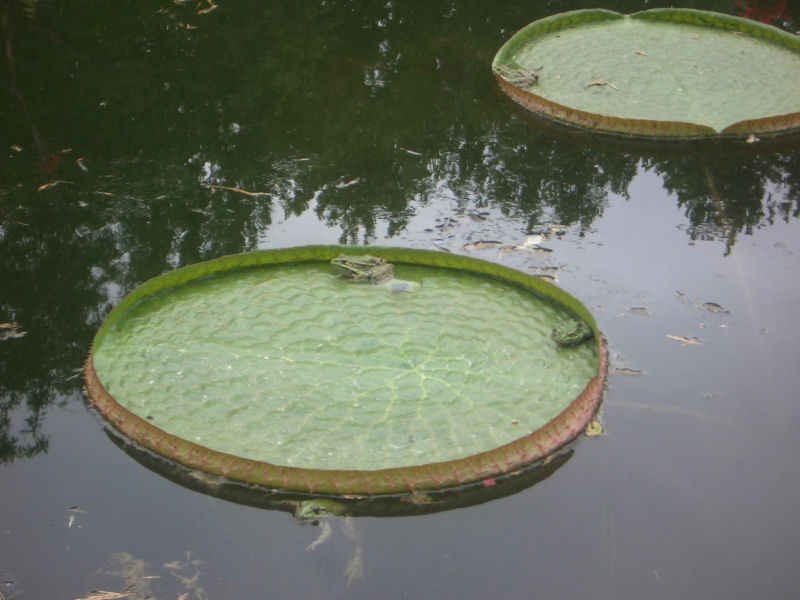 Combien de grenouilles sur cette photo ?! stcyprien/st_cyprien/photos/jardin_plantes_10.jpg
