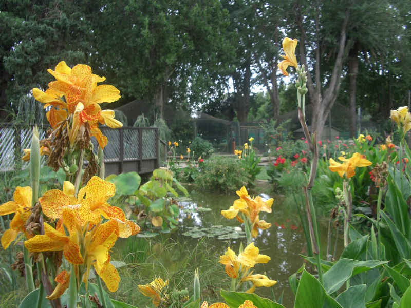 Les iris stcyprien/st_cyprien/photos/jardin_plantes_11.jpg