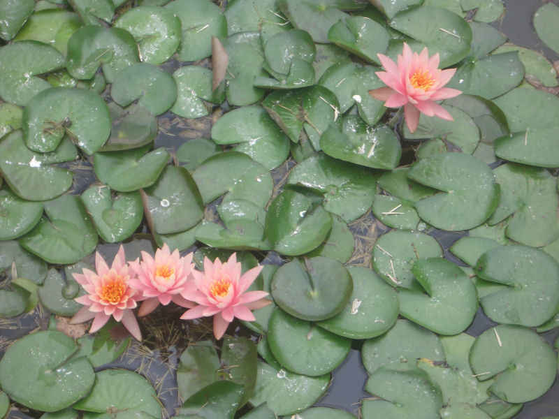 Petit hommage à Monet stcyprien/st_cyprien/photos/jardin_plantes_13.jpg