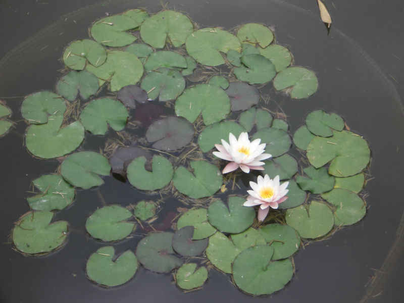 Comment ne pas penser aux fameux tableaux de la série des Nymphéas !!! stcyprien/st_cyprien/photos/jardin_plantes_14.jpg